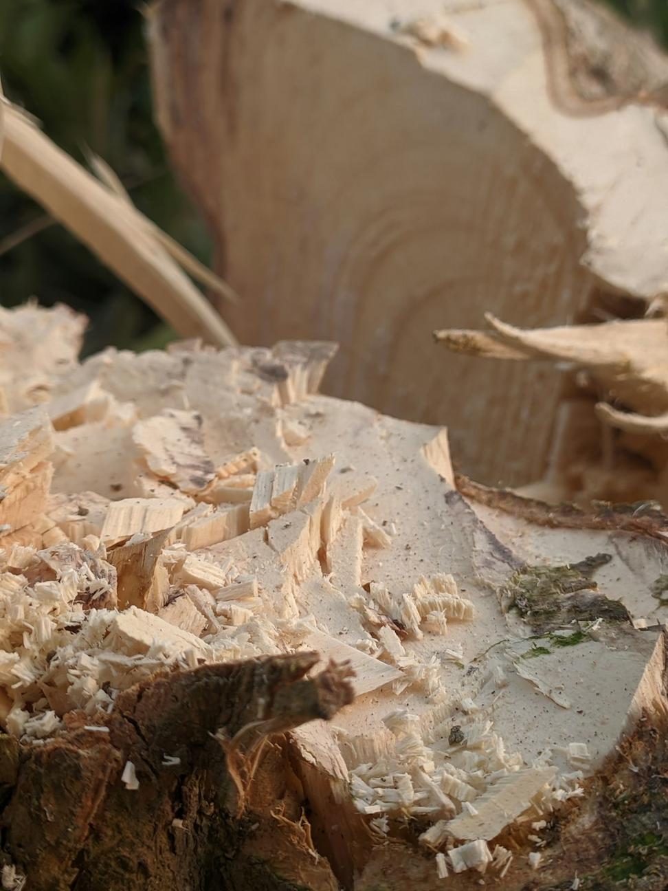 Mass timber construction